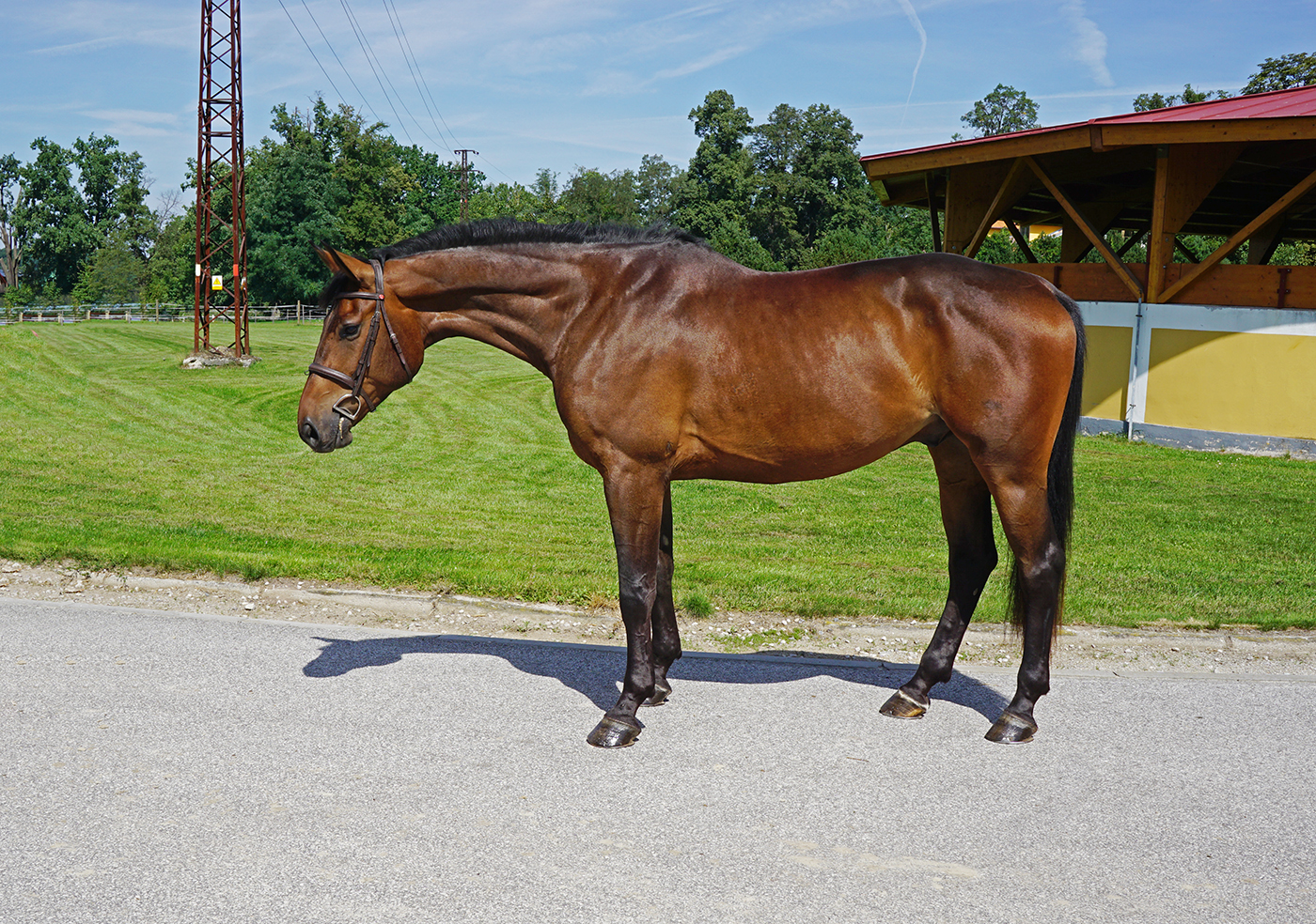 Jumper, hunter and Equitation horses for sale European sporthorses